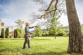 Trusted Hillsborough, CA Tree Care Experts