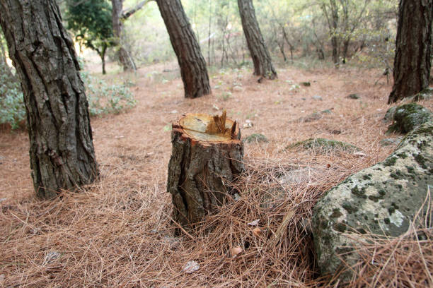 How Our Tree Care Process Works  in  Hillsborough, CA