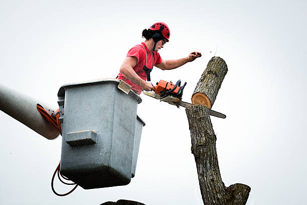 Best Leaf Removal  in Hillsborough, CA